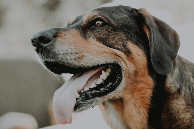 Close-up van een hond die hijgt