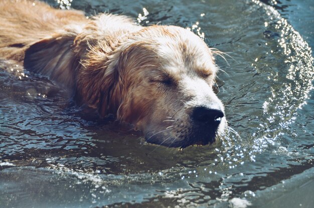 Foto close-up van een hond die in het water zwemt