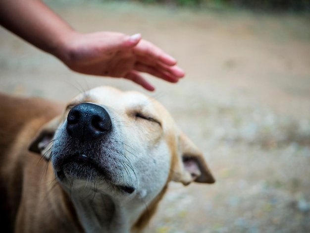 Close-up van een hond die met de hand streelt