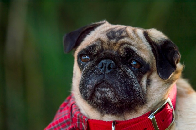 Close-up van een hond die naar buiten kijkt