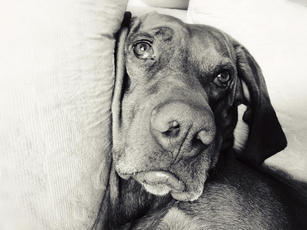 Close-up van een hond die op de bank ontspant