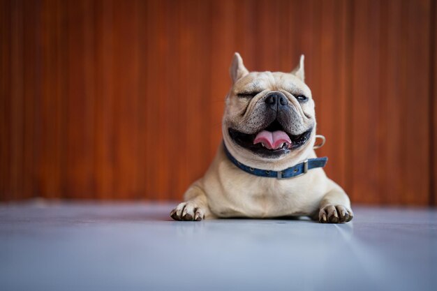 Close-up van een hond die op de vloer zit