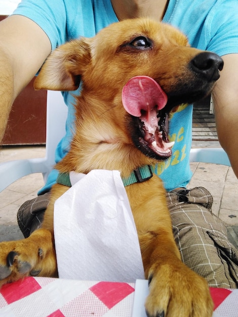 Foto close-up van een hond die op een deken zit