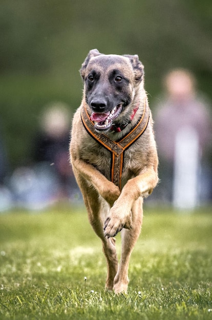 Close-up van een hond die op een grasveld loopt