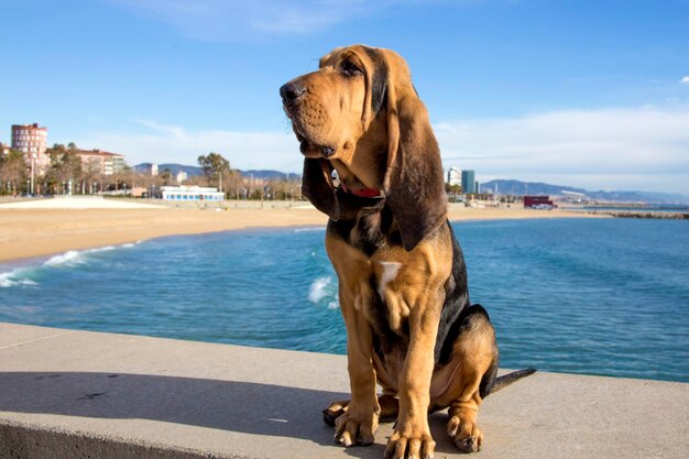 Foto close-up van een hond die op een steunmuur zit bij de zee tegen de blauwe lucht