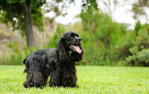 Foto close-up van een hond die op het gras zit