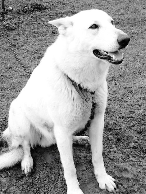 Foto close-up van een hond die op het veld zit