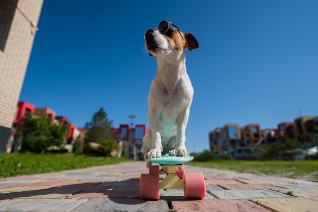 Close-up van een hond die op straat zit