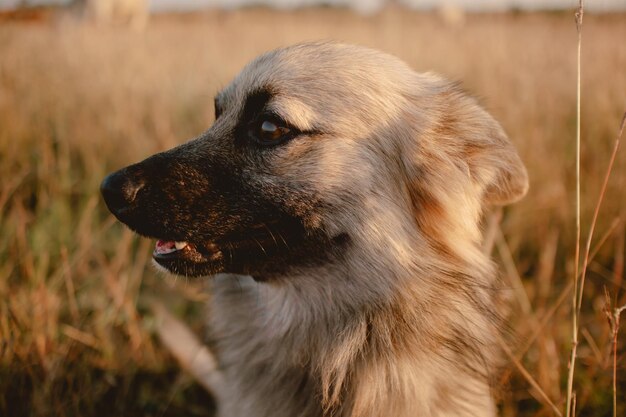 Close-up van een hond die rondkijkt in het grasveld bij zonsondergang.