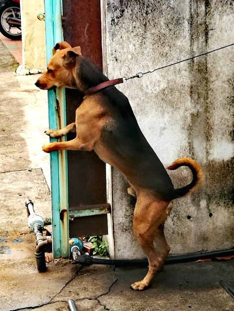 Foto close-up van een hond die tegen de muur staat