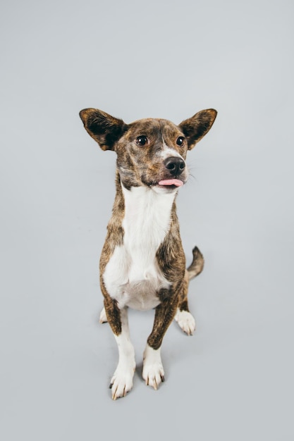 Close-up van een hond die tegen een grijze achtergrond wegkijkt