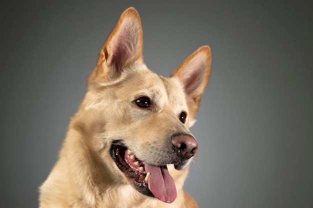 Close-up van een hond die tegen een grijze achtergrond wegkijkt
