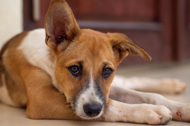 Close-up van een hond die thuis op de vloer ontspant
