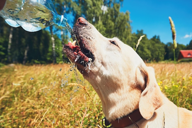 Close-up van een hond die water drinkt op een grasveld