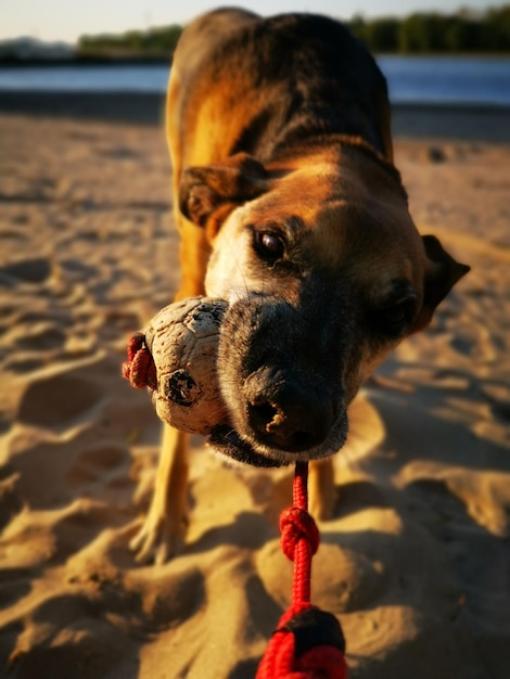 Foto close-up van een hond die water drinkt van het strand