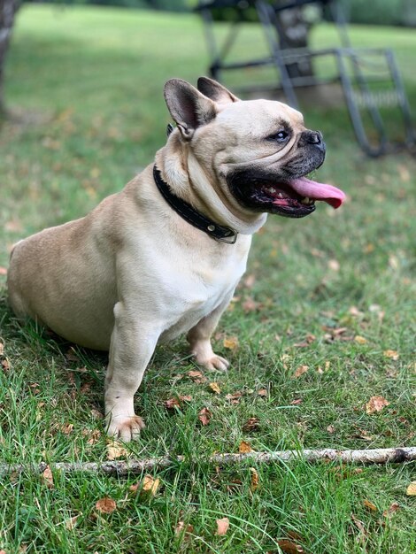 Foto close-up van een hond die wegkijkt op het veld