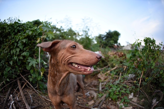 Foto close-up van een hond die wegkijkt op het veld