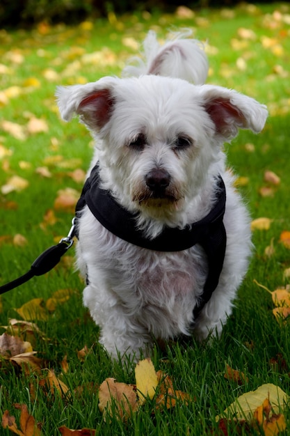 Close-up van een hond die wegkijkt op het veld