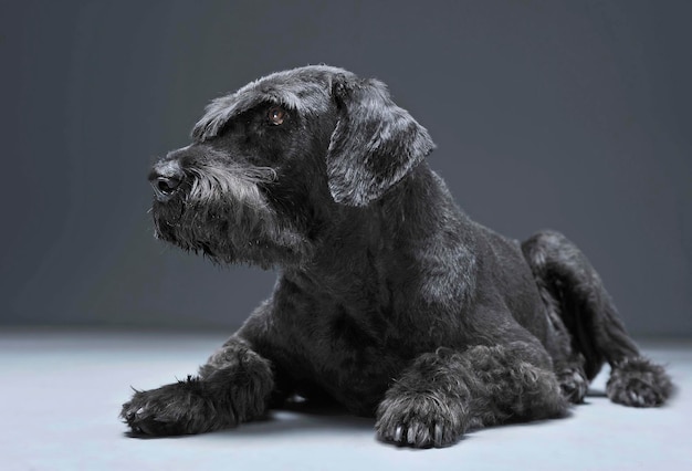 Close-up van een hond die wegkijkt terwijl hij ontspant tegen een grijze achtergrond