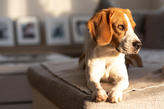 Close-up van een hond die wegkijkt terwijl hij thuis op de bank ligt