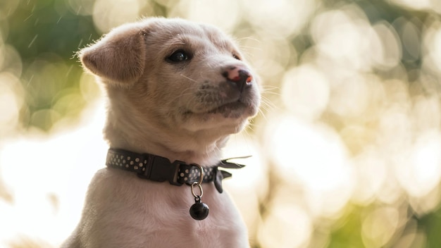 Foto close-up van een hond die wegkijkt