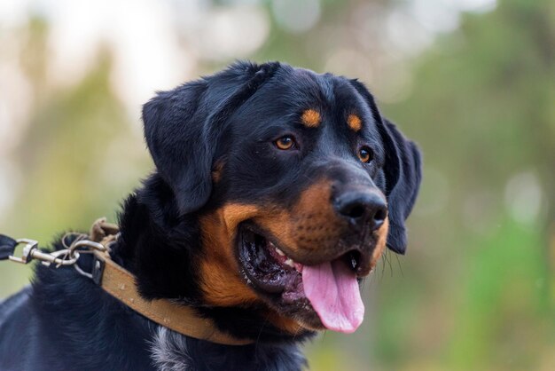 Foto close-up van een hond die wegkijkt