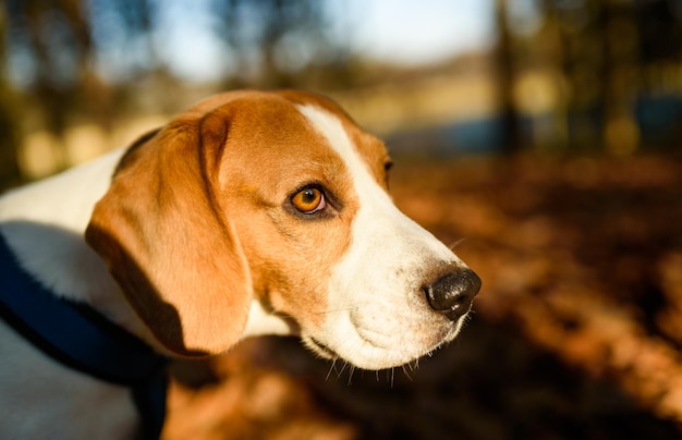 Foto close-up van een hond die wegkijkt