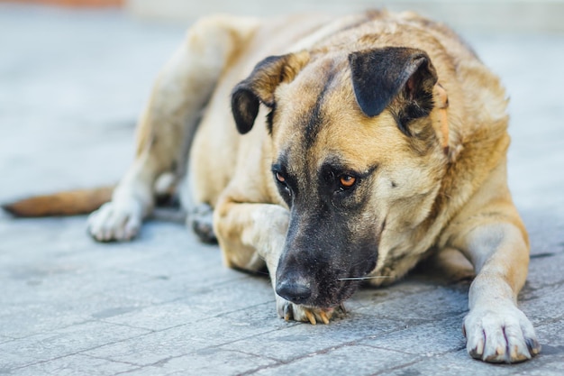Close-up van een hond die wegkijkt