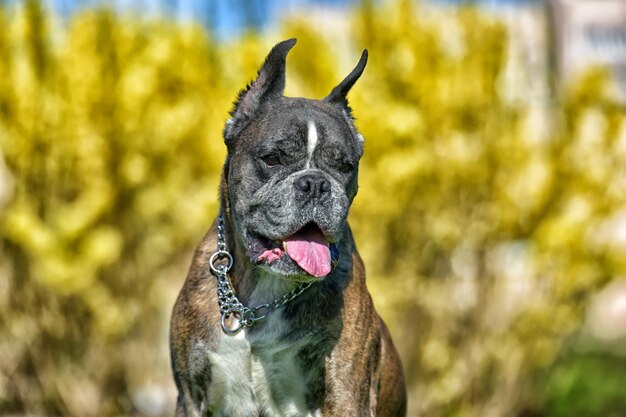 Foto close-up van een hond die wegkijkt