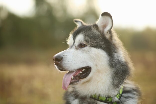 Foto close-up van een hond die wegkijkt