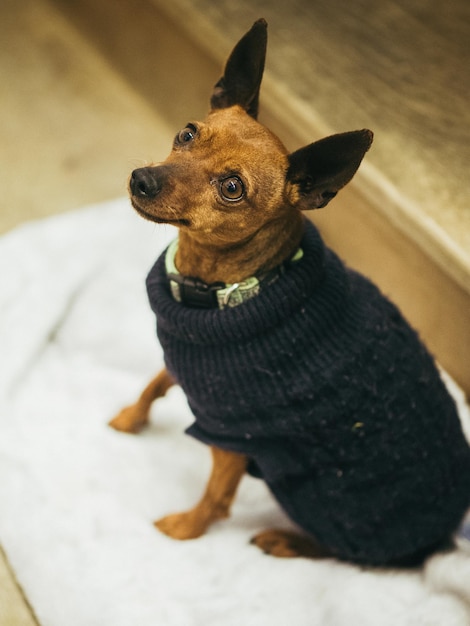 Close-up van een hond die wegkijkt