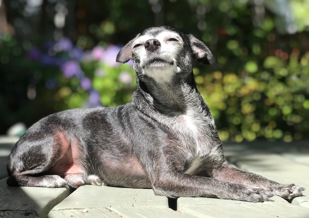 Foto close-up van een hond die wegkijkt