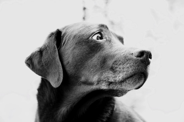 Close-up van een hond die wegkijkt