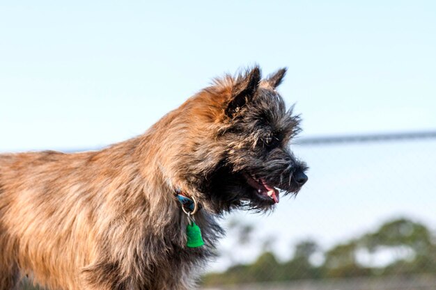 Foto close-up van een hond die wegkijkt