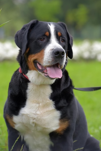 Foto close-up van een hond die wegkijkt