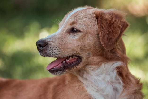 Close-up van een hond die wegkijkt