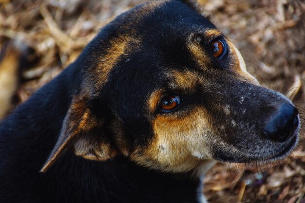 Close-up van een hond die wegkijkt