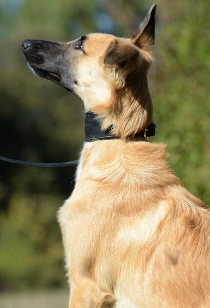 Foto close-up van een hond die wegkijkt