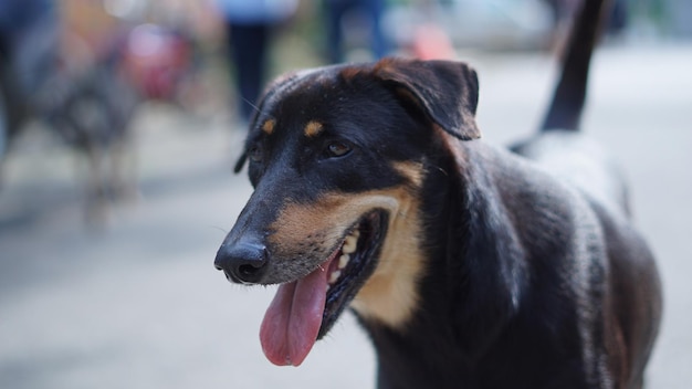Close-up van een hond die wegkijkt