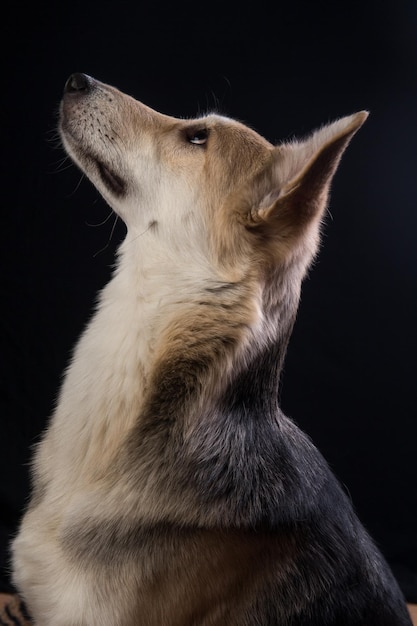 Close-up van een hond die wegkijkt