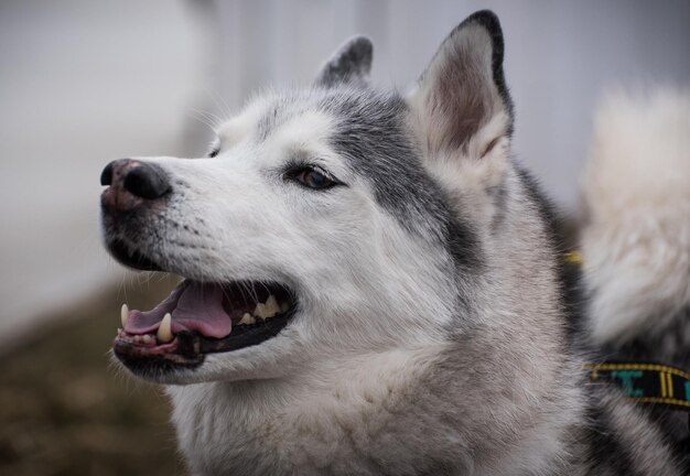 Foto close-up van een hond die wegkijkt