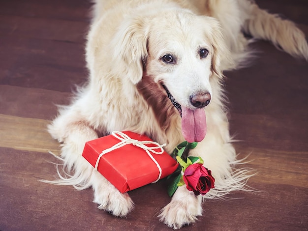 Foto close-up van een hond die wegkijkt