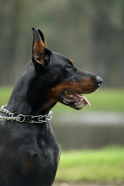 Foto close-up van een hond die wegkijkt