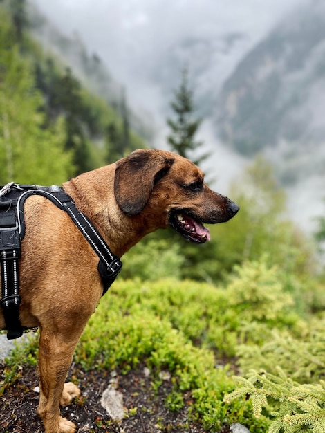 Foto close-up van een hond die wegkijkt