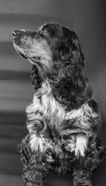 Foto close-up van een hond die wegkijkt