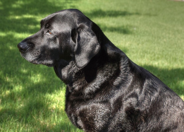 Foto close-up van een hond die wegkijkt