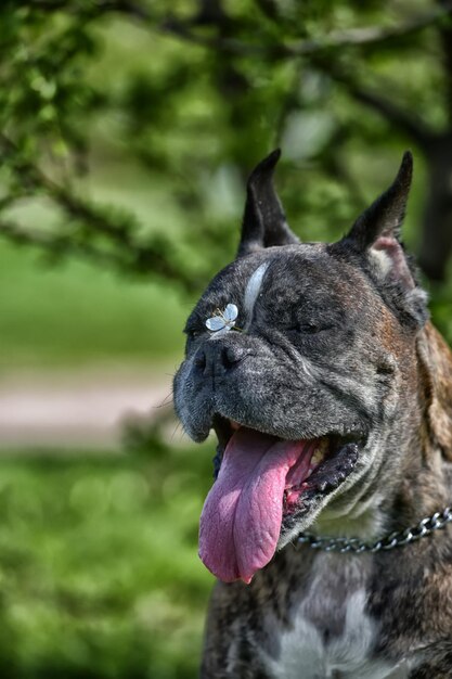 Close-up van een hond die wegkijkt