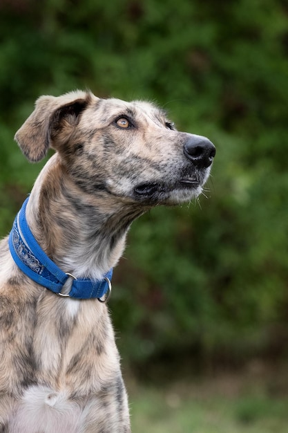 Foto close-up van een hond die wegkijkt