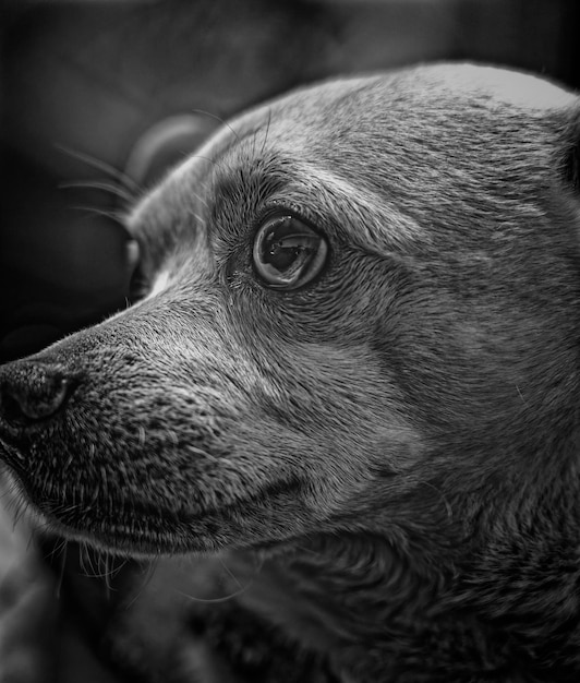 Foto close-up van een hond die wegkijkt