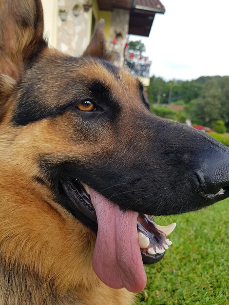 Foto close-up van een hond die wegkijkt